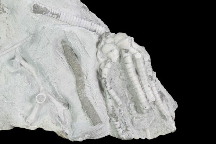 Crinoid (Scytalocrinus) Fossil - Crawfordsville, Indiana #102825